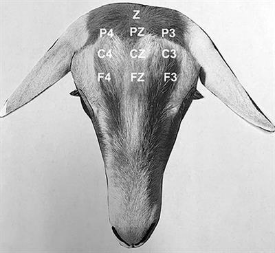 Pharmacokinetics of Intravenous and Oral Phenobarbital Sodium in Healthy Goats